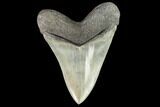 Serrated, Fossil Megalodon Tooth - Collector Quality #112612-2
